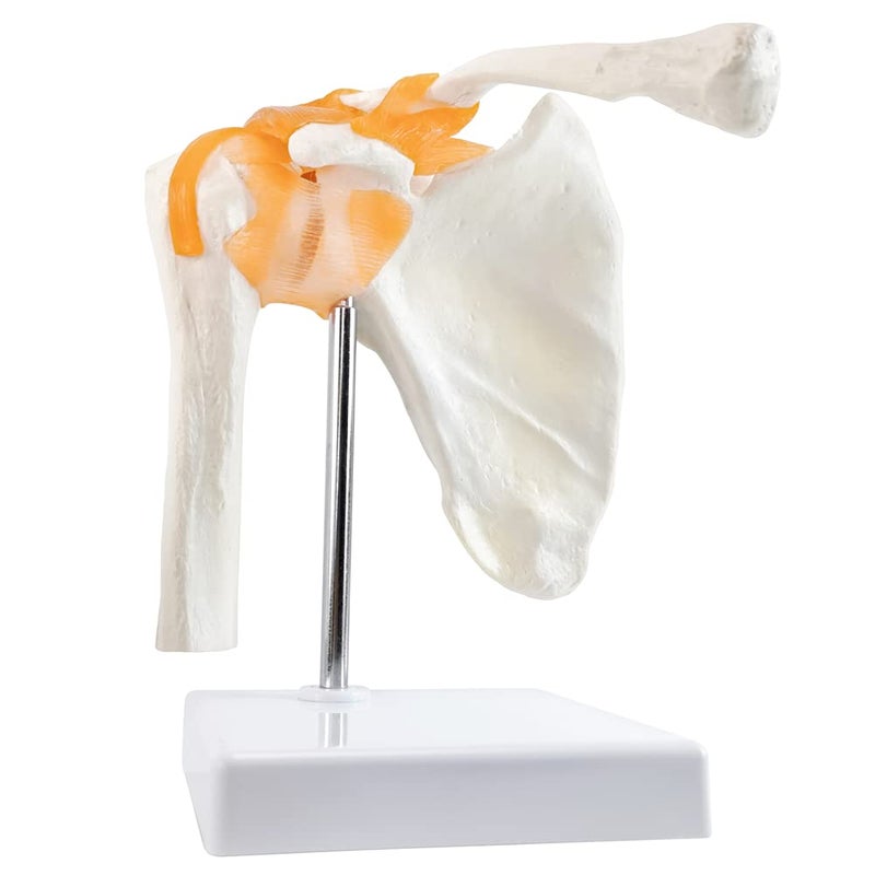 EVOTECH SCIENTIFIC Anatomical Shoulder Joint Model Medical Anatomy Skeleton, Human Shoulder Ligament Anatomy Replica of Norma Shoulder Joint for Doctors Educational Tool Medical Teaching Learning - Image 2